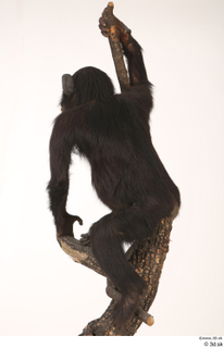 Chimpanzee Bonobo whole body 0004.jpg